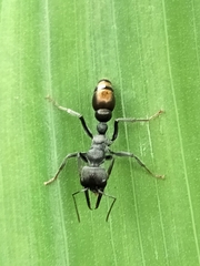 Myrmecia mandibularis