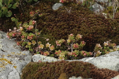 Sedum tenellum
