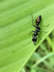 Myrmecia mandibularis