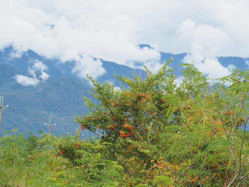 Pyracantha koidzumii
