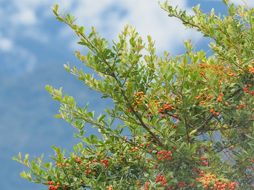 Pyracantha koidzumii