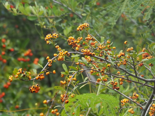 Pyracantha koidzumii