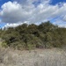 Nuttall's Scrub Oak - Photo (c) Michael Stein, some rights reserved (CC BY-NC), uploaded by Michael Stein