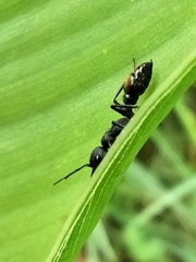 Myrmecia mandibularis