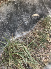 Miscanthus floridulus