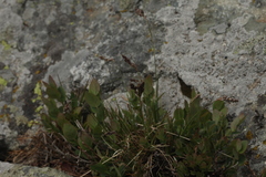Luzula spicata