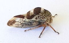 Grandolobus grandis