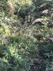 Miscanthus floridulus