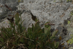 Luzula spicata