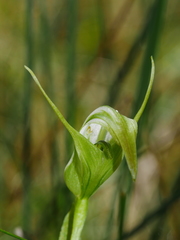 Pterostylis micromega