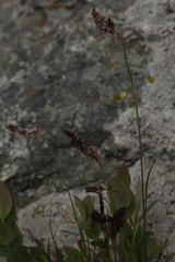 Luzula spicata