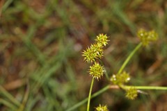 Sparganium subglobosum