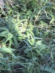 Miscanthus floridulus
