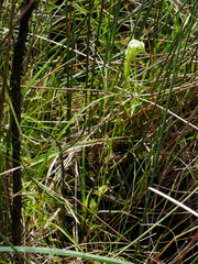 Pterostylis micromega