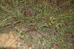 Sparganium subglobosum