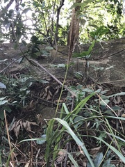 Miscanthus floridulus