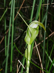 Pterostylis micromega