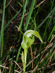 Pterostylis micromega
