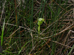 Pterostylis micromega