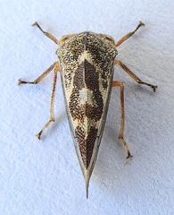Grandolobus grandis