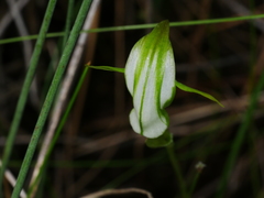 Pterostylis micromega