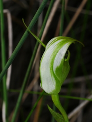Pterostylis micromega