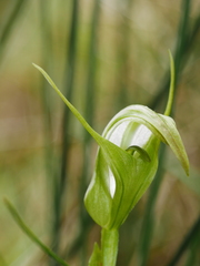 Pterostylis micromega