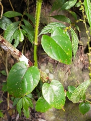 Cissus pteroclada