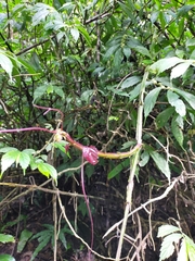 Cissus pteroclada