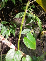 Cissus pteroclada