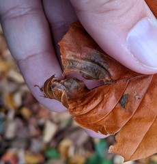Orchestes fagi
