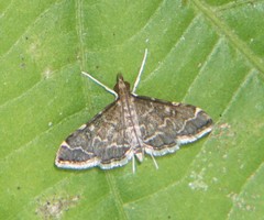 Pilocrocis