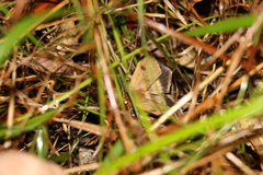 Ophiusa trapezium