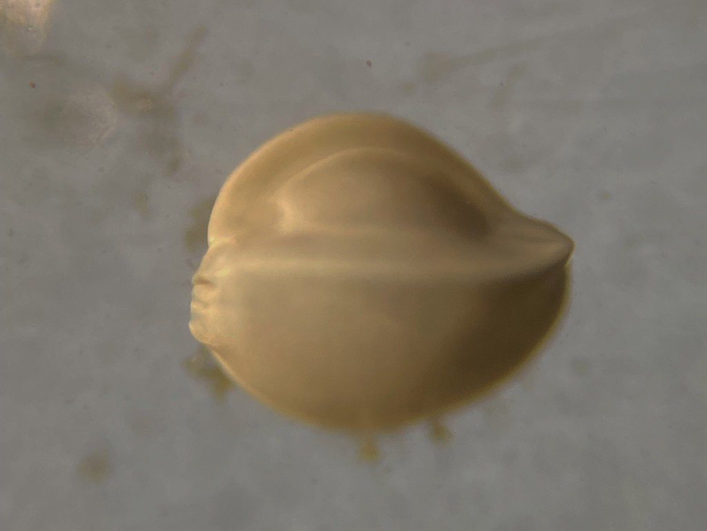 Miliolidae