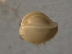 Cruciloculina triangularis