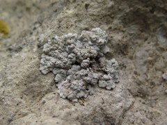 Alyxoria sierramadrensis