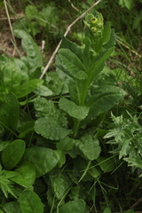 Senecio kolenatianus