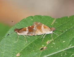 Monca crispinus