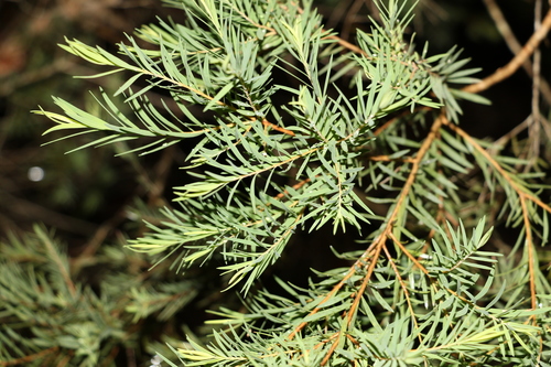 Image of Melaleuca linariifolia by (c) Greg Tasney, some rights reserved (CC BY-SA)