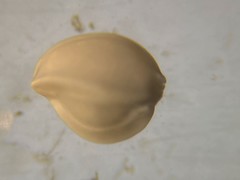 Cruciloculina triangularis