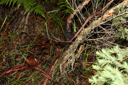 Image of Melaleuca linariifolia by (c) Greg Tasney, some rights reserved (CC BY-SA)