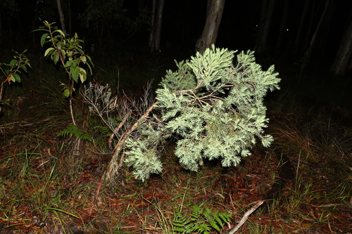 Image of Melaleuca linariifolia by (c) Greg Tasney, some rights reserved (CC BY-SA)