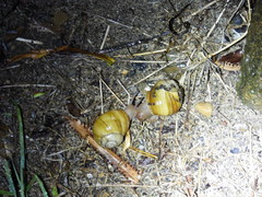 Xanthomelon pachystylum