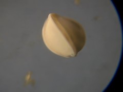 Cruciloculina triangularis