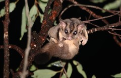 Petaurus norfolcensis