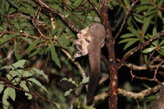 Petaurus norfolcensis