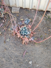 Echeveria gibbiflora
