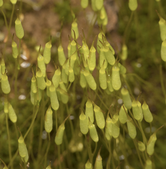 Oligotrichum