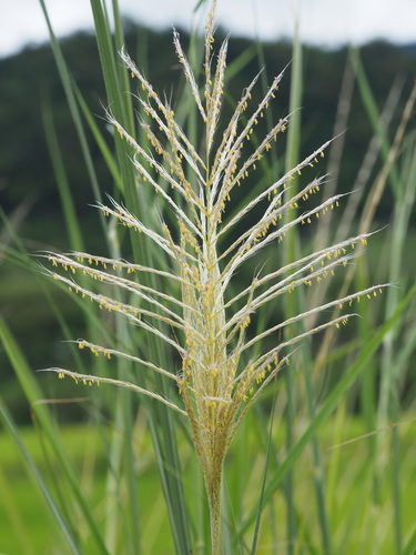 Saccharum spontaneum