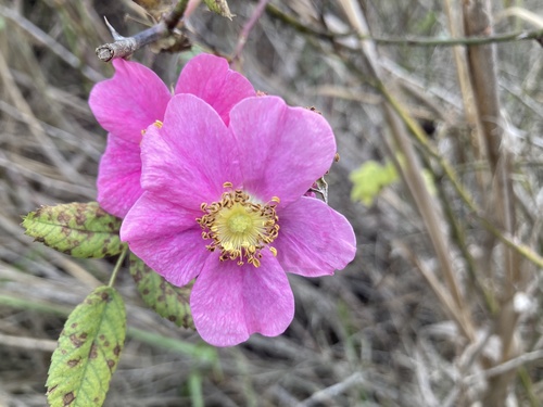 iNaturalist observation photo of California Wild Rose